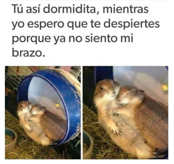 Meme_otros - Eso es amor