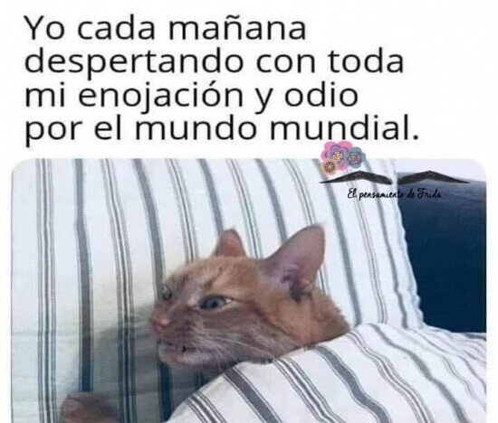 Otros - Enfadado con el mundo cual gato
