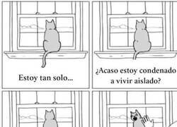 Enlace a Los gatos y su bipolaridad