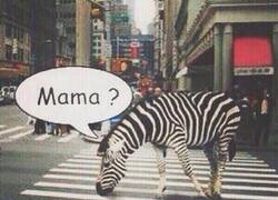 Enlace a Por eso los animales están bajando a las ciudades