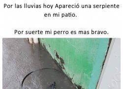 Enlace a Llámalo perro, llámalo caimán...