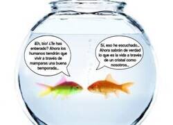 Enlace a ¿Será cosa del karma y los peces de las peceras se han vengado de nosotros?