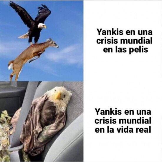 águila,eeuu,pandemia,yankis