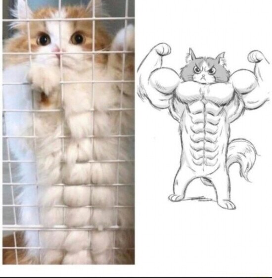 Meme_otros - El gato con abdominales