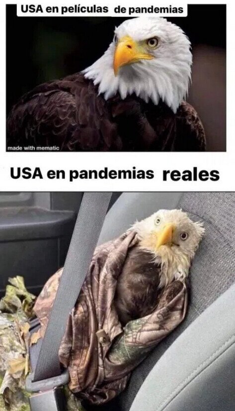 Águila,coronavirus,cuarentena,EEUU