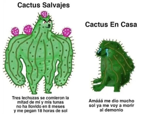Otros - Los cactus caseros son unos acomodados