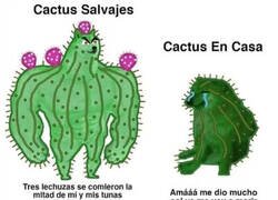 Enlace a Los cactus caseros son unos acomodados