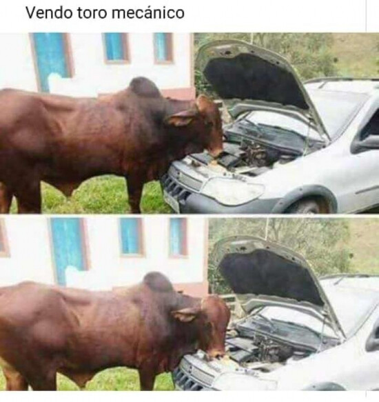 animal,coche,mecánico,toro,vender