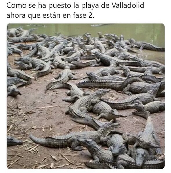 cocodrilos,playa,río,Valladolid
