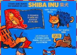 Enlace a Cosas que quizás no sabías de los Shiba Inu