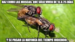 Enlace a Aprovechemos el tiempo como las moscas, que luego la vida es muy corta...