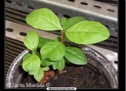Enlace a Las plantas y la música