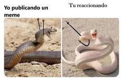 Enlace a Las serpientes son tan como nosotros...