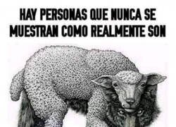 Enlace a Hay mucho lobo con piel de cordero
