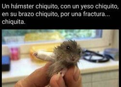 Enlace a Lo más adorable que verás hoy