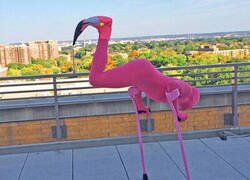 Enlace a El mejor disfraz que verás hoy