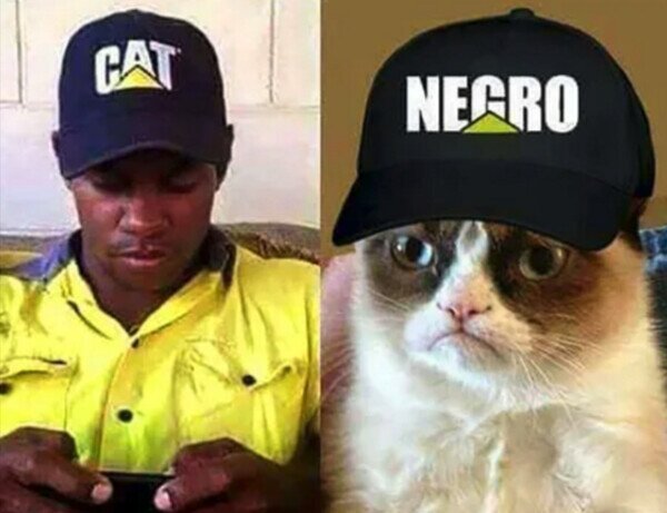 gato,gorra,grumpy cat,negro