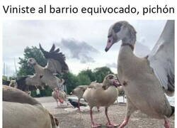 Enlace a Las aves son gente muy chunga