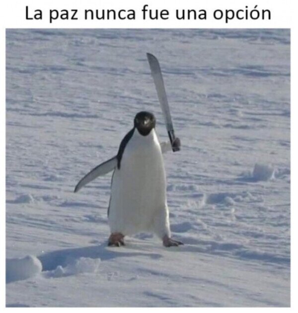 Meme_otros - Los pingüinos son realmente peligrosos