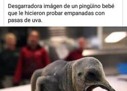 Enlace a ¡Basta ya de maltrato animal!