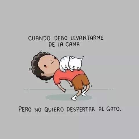 Meme_otros - Problemas de tener gato