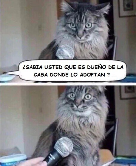 Meme_otros - Es ley gatuna