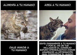 Enlace a Como ser un gato