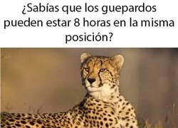 Enlace a Muchos que yo conozco también son capaces