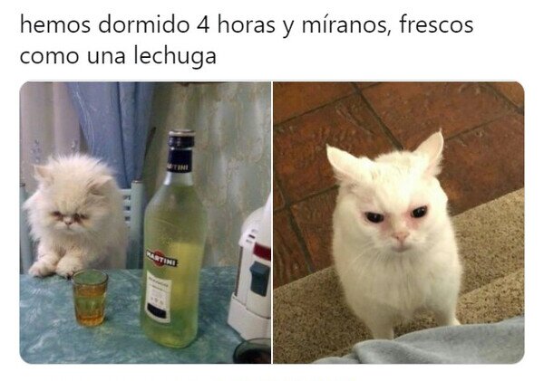 Meme_otros - Activos para arrancar un nuevo día