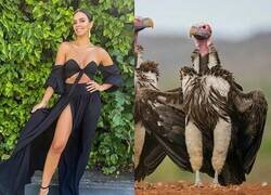 Enlace a Parecidos razonables...