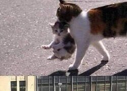 Enlace a Cat salva cat