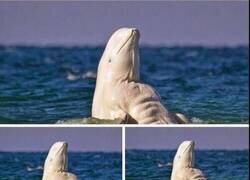 Enlace a Así debe ser por debajo