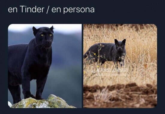 Otros - La pantera de Granada resultó ser un gato grande