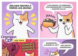 Enlace a Estos michis no aprenden...