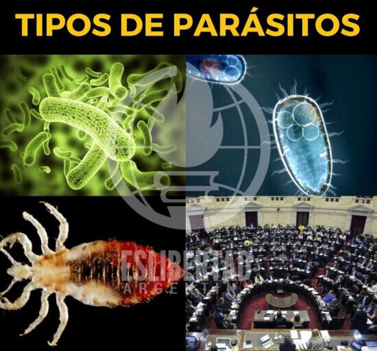 Otros - Diferentes tipos de parásitos