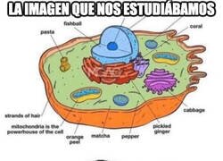 Enlace a Cualquiera aprobaba