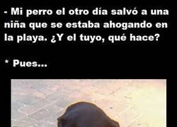 Enlace a Cada perro tiene sus habilidades o dones especiales...