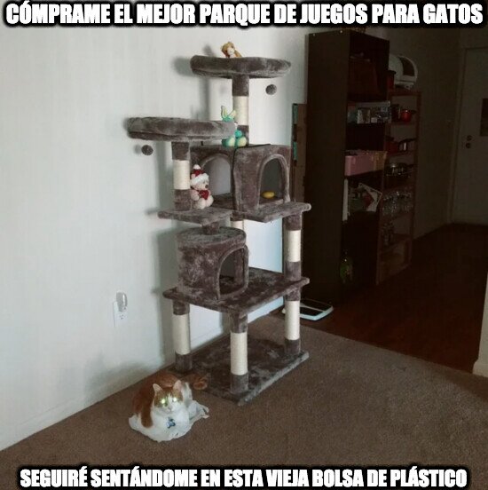 Meme_otros - Gatos siendo gatos