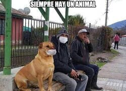 Enlace a Siempre hay un animal que no entiende lo de la mascarilla