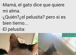 Enlace a ¿Pelusita? ¿qué te ocurre?