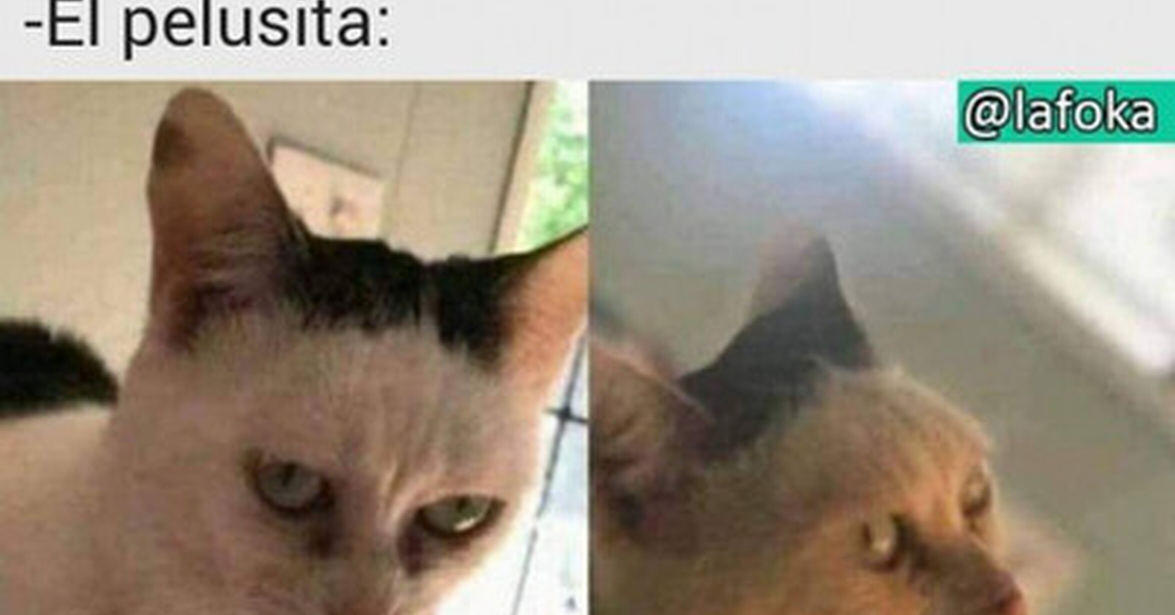 Cuánto cabrón / ¿Pelusita? ¿qué te ocurre?