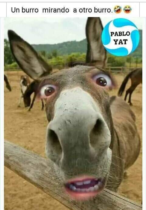 Meme_otros - Caíste en la trampa