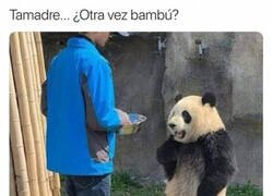 Enlace a Un panda exigente