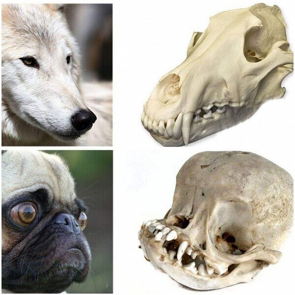 animales,carlino,cráneo,perros,pug,razo