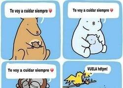 Enlace a Las aves no son las más cariñosas con sus crías