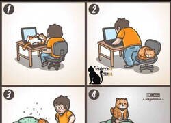 Enlace a 4 cosas que les encanta hacer a los gatos