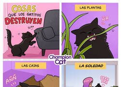 Enlace a Cosas que los gatitos destruyen