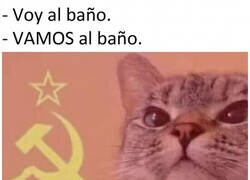 Enlace a Mi gato todos los días