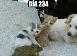 Enlace a El sapo oculto