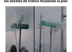 Enlace a Situaciones extrañas vividas por el frío extremo